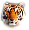 Tiger T8 High Class V2 Software Update